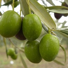 PLANTE D'OLIVIER SAINT-AUGUSTIN en pot 24 - âge 3/4 ans (photos réelles)