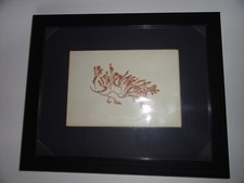 DASYA RAMOSISSIMA - Pressed Seaweed Art - Collected in Caesar s Creek FL - 1975.
