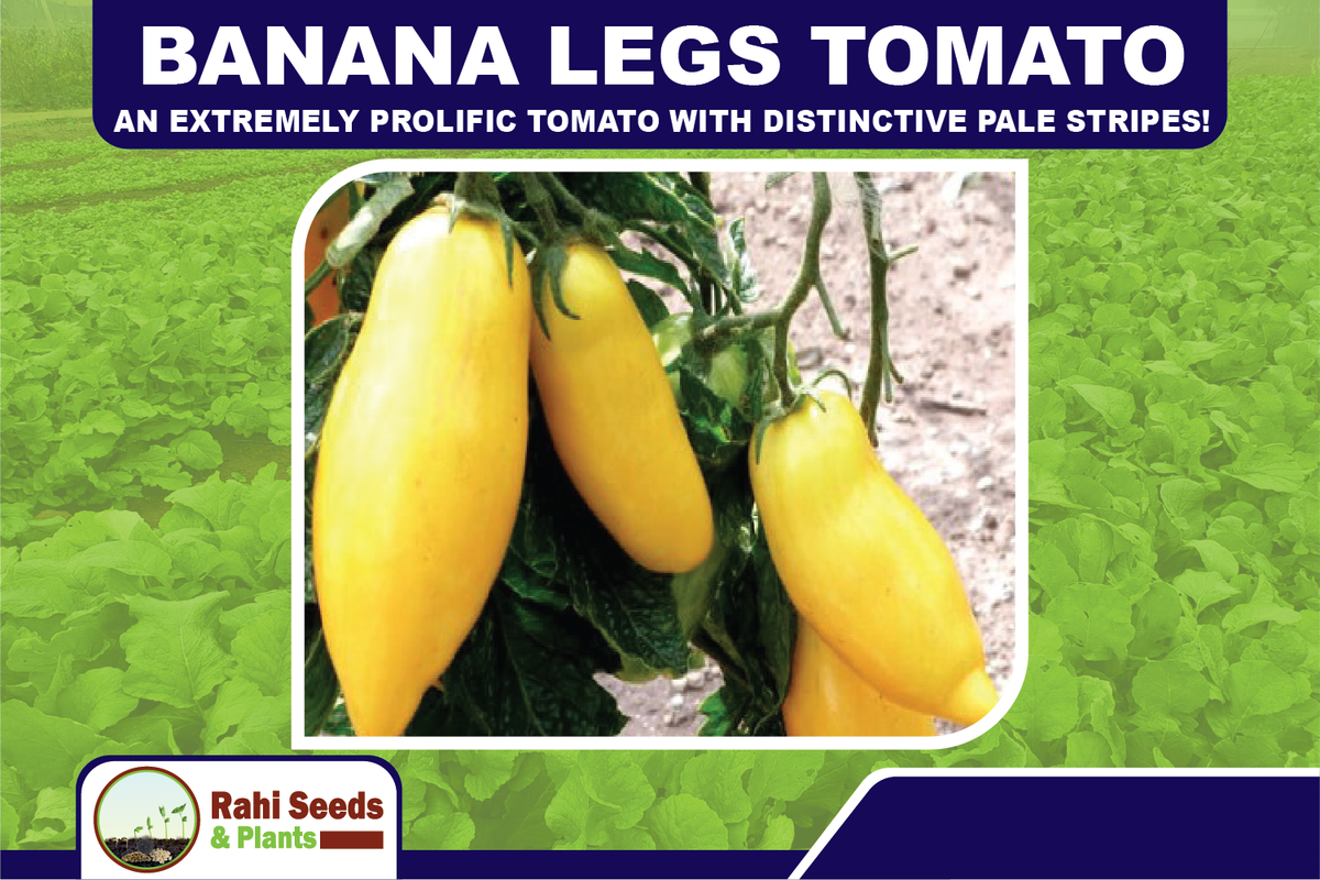 Banana Legs Tomato - An Extremely Prolific Tomato with Distinctive Pale  Stripes! | eBay