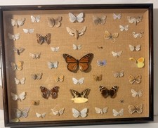 British Butterfly Display Box Entomologist Jon Young B A Taxidermy 18x13x2.5"