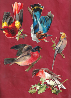 63 Très Rare Chromo Decoupis. Magnifiques Oiseaux De Différentes Espèces.