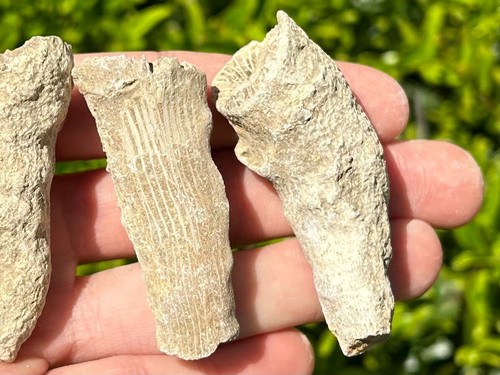 BIG Texas Fossil Horn Coral LOT OF 3 Caninia sp. Pennsylvanian Age - Bild 2 von 9