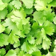 Cilantro Seeds  | NON-GMO | Heirloom | Fresh Garden Seeds