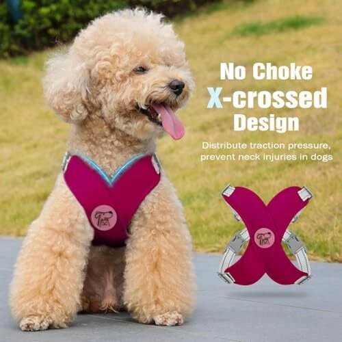 Dog Harness with Leash Set, X S(Neck 12.6-16.5" Chest 12.6-22.8") Magenta Dog Harness with Leash Set, X S(Neck 12.6-16.5" Chest 12.6-22.8") Magenta