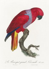 Eclectus Parrot, Eclectus Roratus - 1800's Francois Levaillant Bird Poster