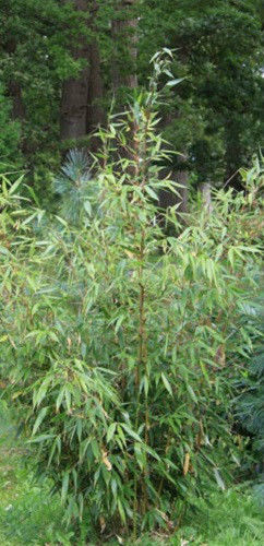 Fargesia robusta 'Wolong' Live Clumping Bamboo Plant For Hedge Or Specimen.  | eBay