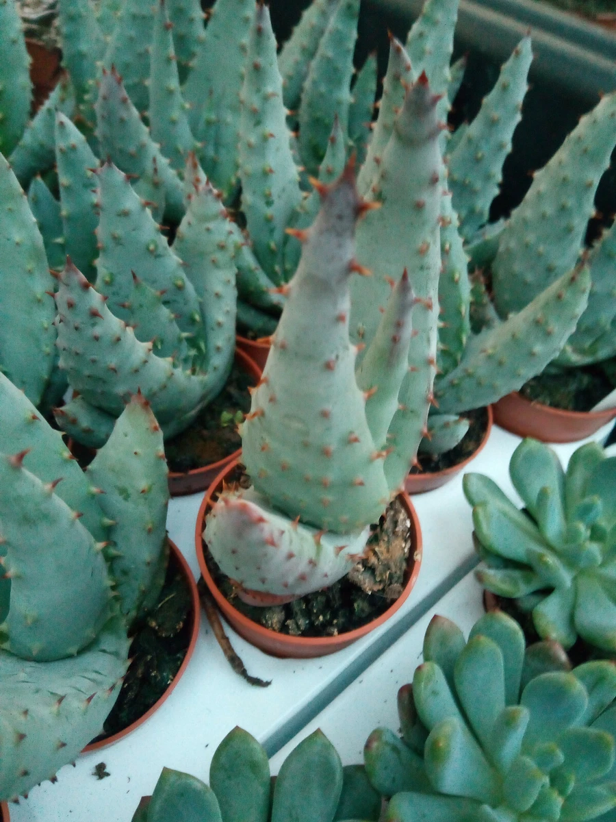 Aloe Ferox in Kakteen & Sukkulenten Pflanzen online kaufen | eBay.de