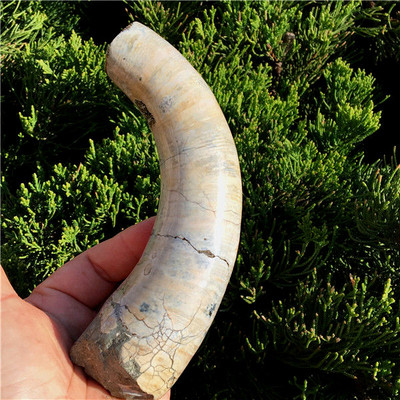 NEW LISTING Rare! Natural conch fossil ''snake tail'', ''elephant trunk  Madagascar