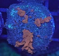 [WYSIWYG] OG WWC Sunkist Bounce Mushroom #1 Easy Softy Live Coral