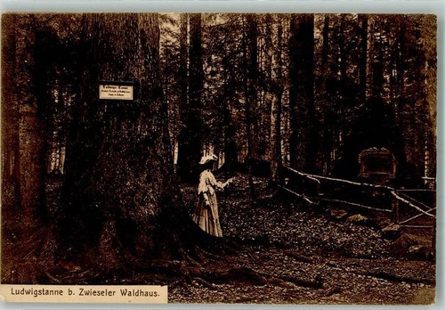 39999280 - 8372 Zwiesel Ludwigstanne beim Waldhaus 1912