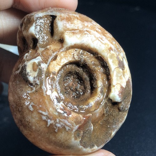 81G AMAZING PERMIAN WHOLE AMMONITE FOSSIL MOLLUSCA TIMOR - Picture 3 of 16