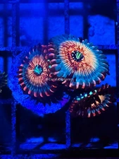 CE- WYSIWYG Seduction Zoa  Zoanthid Frag Live Coral LPS SPS #R1GI12