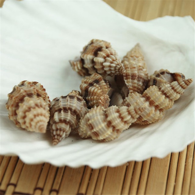 Mini Spiral Conch Shells 3 4 cm Snails Seashells Crafts Decor 20 pcs