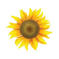 Sunflower Vinyl Decal for Indoors or Outdoors - Available in Various Sizes