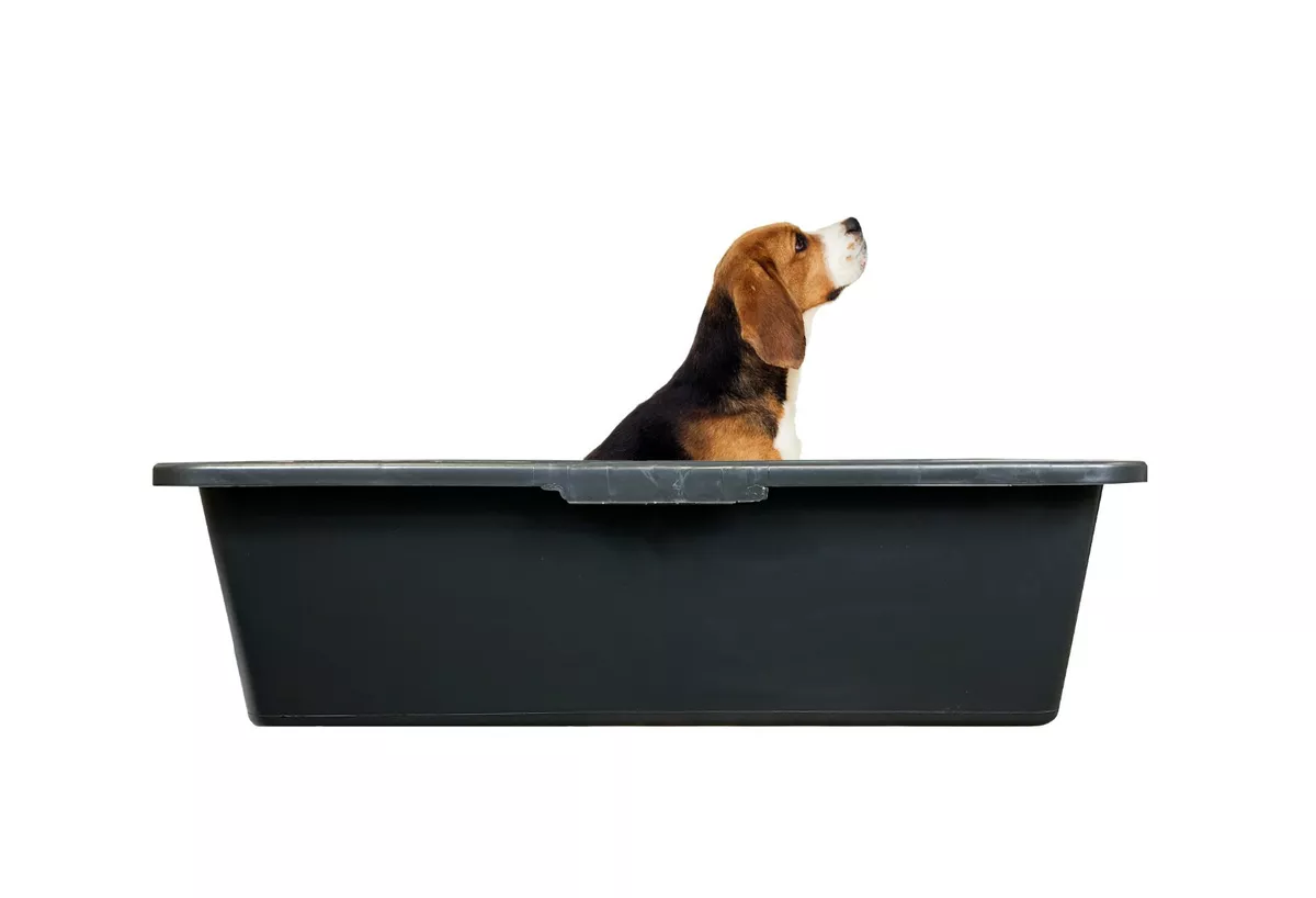 dog bath drinking trough General purpose troughs with drain plug