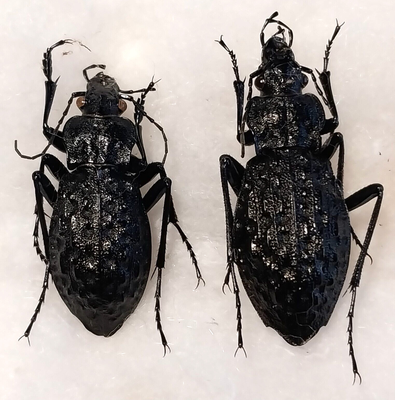 Carabus (Hydrocarabus) variolosus 1 pair A1, Carabidae from W. Ukraine