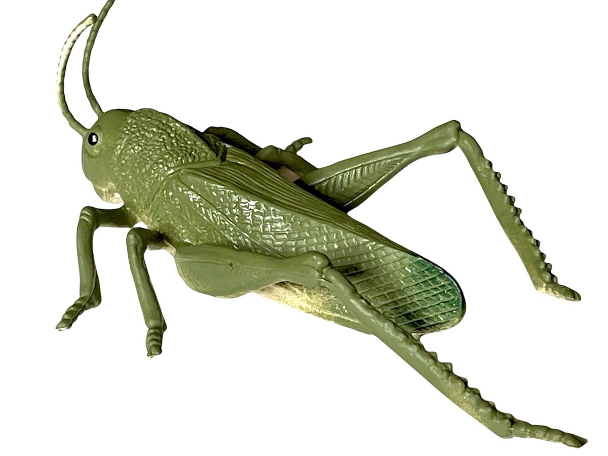 Beautifully Detailed Realistic American Grasshopper Insect Bug 5