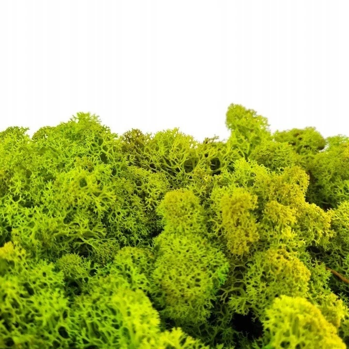 Islandmoos Rentiermoos Reindermoos Natur Moos konserviert Farben Dekomoos 6 Farb - Bild 4 von 4