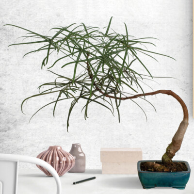 polyscias fabian bonsai Polyscias Fabian House Plant  Plants For All Seasons