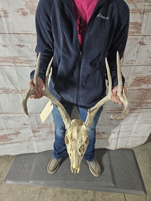 #ad Wild 9 Point Whitetail Deer Antler Rack Horn Skull European Mount Man Cave 123quot; $79.00