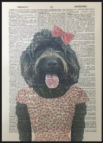chocolate colored cockapoo
