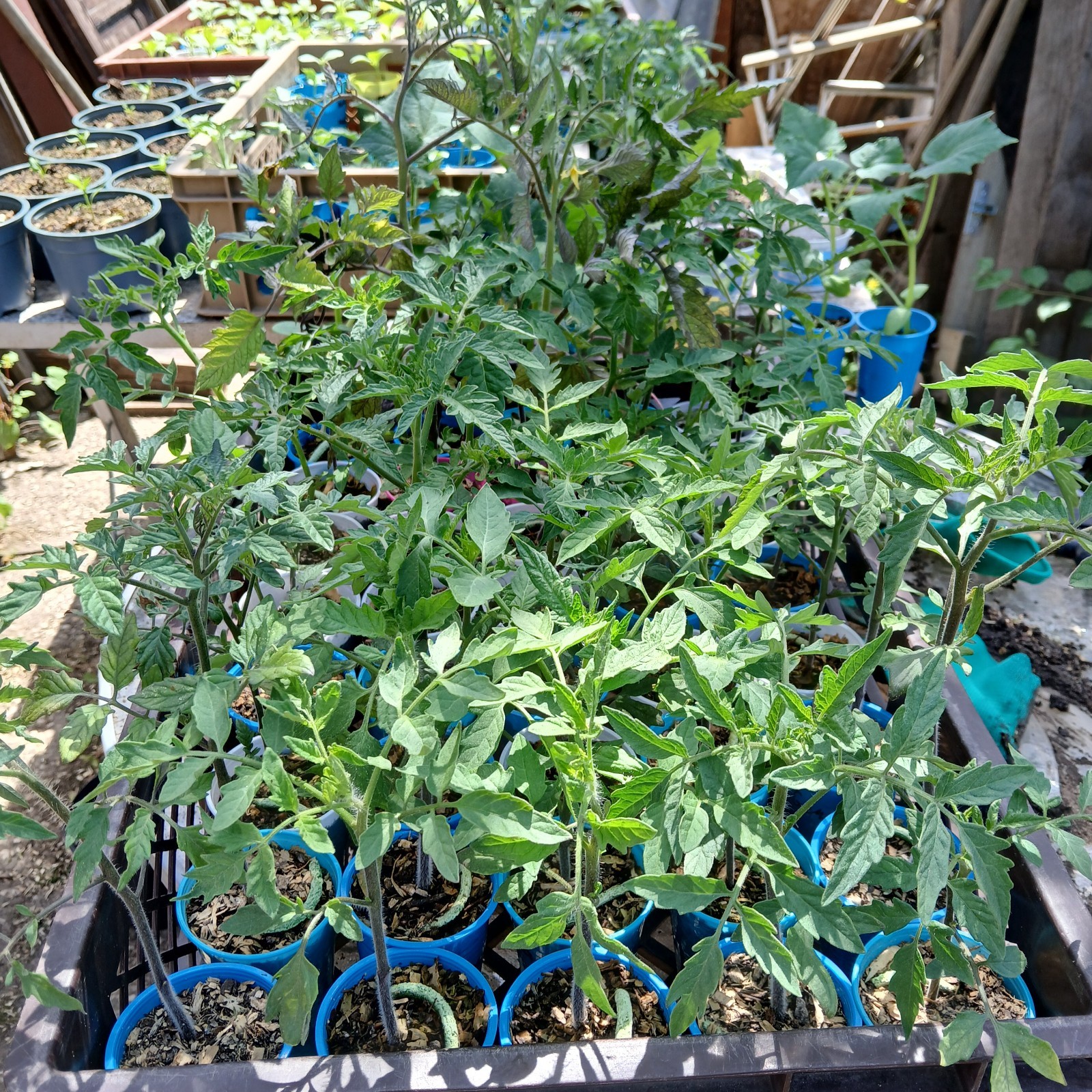 Tomaten Setzlinge Schwarze Sorten 2€ pro Pflanze Bestellung ab 5 Pflanzen