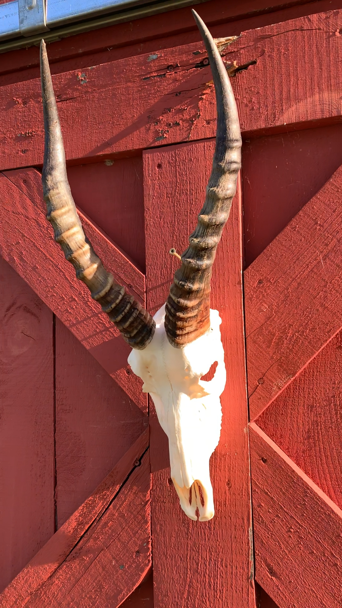 Deer Skull Real Blesbok Antelope Horns TAXIDERMY ANIMAL