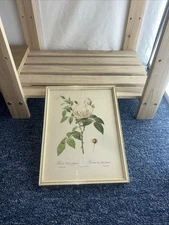 200 + Years Old Lithograph By Pierre Joseph Reroute Rosa Indica Fragrans 19x26cm