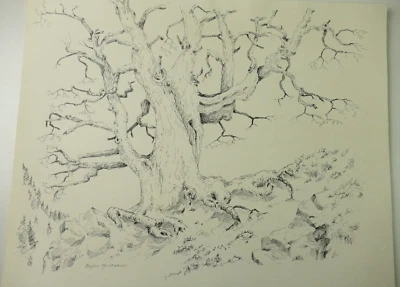 H.Engler Christiansen Federzeichnung Bäume 40x50 cm O-5945 - Bild 1 von 4