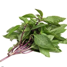 Thai Basil, 100+ Seeds. Heirloom~non-GMO~Organic. Fresh Seeds~Free Shipping.