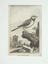 Cole Tit - Buffon Mounted Antique Bird Print c.1805 Engraving 131