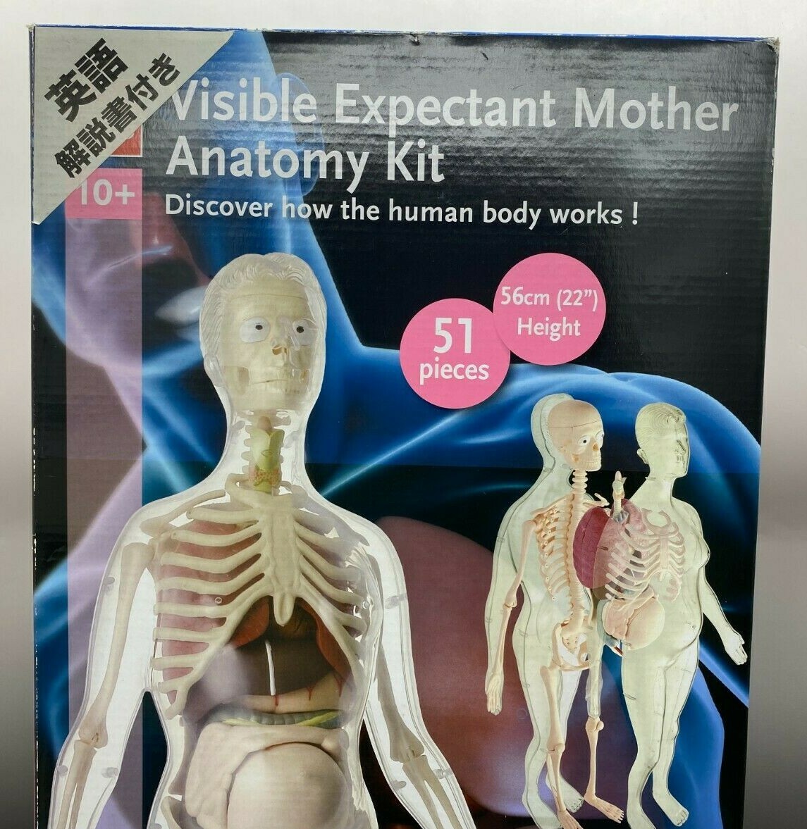 EDU-TOYS Visible Expectant Mother Anatomy Kit Human Skeleton