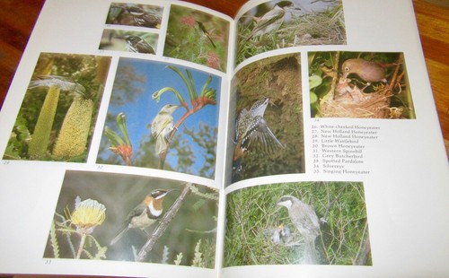 Birdlife of Murdoch: a guide to local species. Edit Barbara Porter HERE in MELB - Imagen 11 de 12