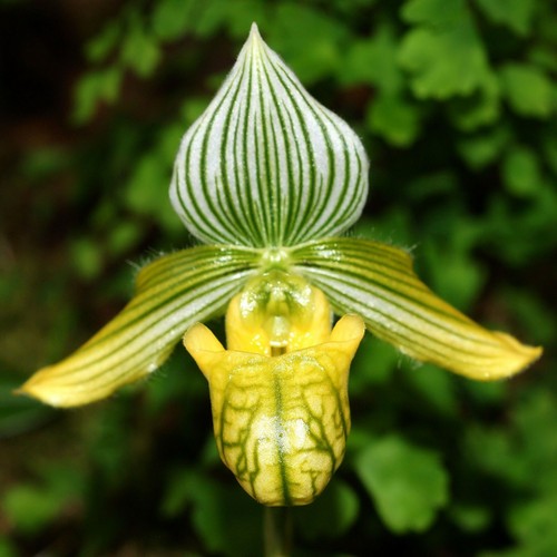 Orchid flask paph venustum alba Paphiopedilum species very limited