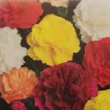 Carnation Chabaud's Giant Mix Seed - 1 Packet