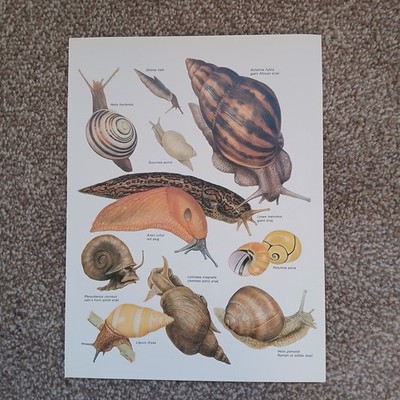Gastropoda Weichtierschnecken Römer Teichschnecke Teichschnecke Vintage 1984 Buch Kunstdruck