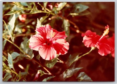 Vintage Photo Pink Hibiscus Flowers in Full Bloom Close Up Nature 1970s