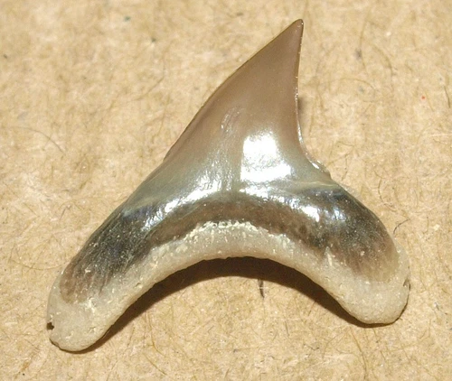 Alopias hermani - Plaeogene shark tooth from Kazakhstan
