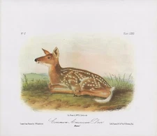 1989 Audubon Vintage "Common American Deer" Fawn Mammal Color Art Lithograph
