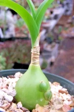 UNUSUAL ALBUCA BRACTEATA - 3" DIAMETER SUCCULENT