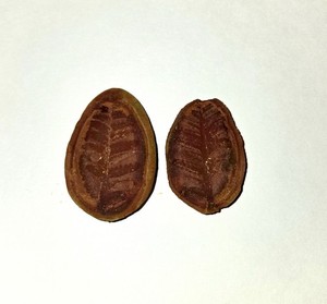 Mazon Creek Fern Nodule 1.5 inch by 1 inch 300 Million Years Old