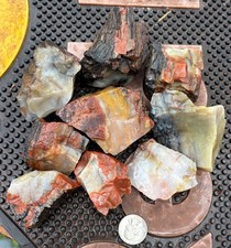 RR: 9 PCS Top Quality Arizona Rainbow Petrified Wood 2.25 Lb