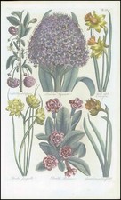 1757 Botanical HYACINTH PRIMROSE DAFFODILL  John Hill Pl 28 (EG24)