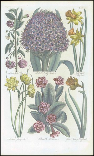 1757 Botanical HYACINTH PRIMROSE DAFFODILL John Hill Pl 28 (EG24)