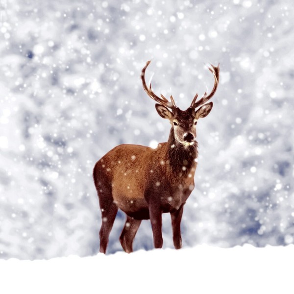 20 Servietten Winter Deer Hirsch SchneegestöBer Winter Tiere Tischdeko 33X33Cm-image