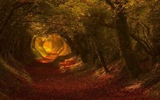 Landscape nature trees fall leaves tunnel sunlight Custom Gaming Mat Desk