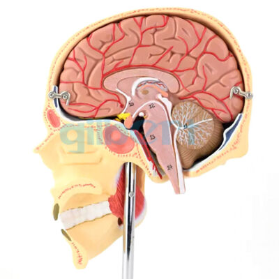 PVC Life Size Human 5 Parts Chewing Muscle Anatomy Model Medical School #F1