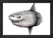 Ocean sunfish Framed Wall Art Poster Canvas Print Picture