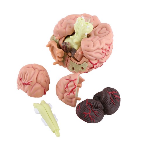 4D Gehirn Anatomie Modell Anatomisches Gehirnmodell Medizinisches Lehrmodell - Bild 6 von 12