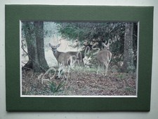 4"X6" White Tailed Deer Photo Mount Mat To 5" X 7" READY TO FRAME